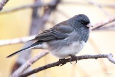 Junco-300.jpg