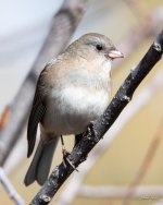 Junco-301.jpg