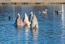 dsc_5320_36929431070_o.jpg