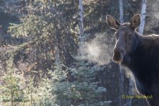 Moose 2.jpg