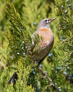 Robin-340.jpg