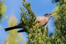 Robin-341.jpg