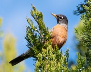 Robin-342.jpg