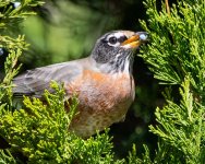 Robin-343.jpg