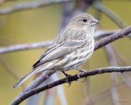 HouseFinch-325.jpg