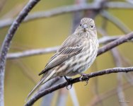 HouseFinch-326.jpg