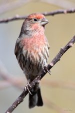 HouseFinch  -340.jpg