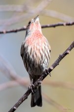 HouseFinch  -341.jpg