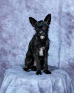 pet_dog_Nov_3_2018-510Aweb.jpg pet_dog_Nov_3_2018-510Aweb.jpg