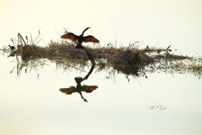 Anhinga.jpg