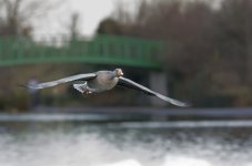 dsc_3207_23375011354_o.jpg