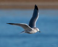 GullFlight-301.jpg