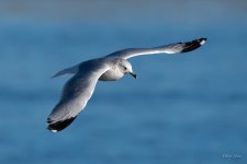 GullFlight-302.jpg