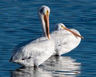 Pelican-320.jpg