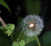dsc_1037_34946884983_o.jpg