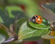 DSC_7867.jpg