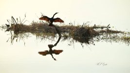 Anhinga.jpg