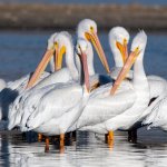 Pelican-341.jpg