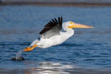 Pelican-342.jpg