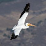 Pelican-343.jpg