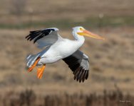 Pelican-344.jpg