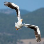 Pelican-345.jpg