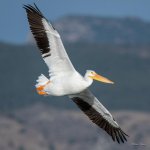 Pelican-346.jpg