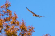 RLW_5097.jpg
