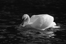 dsc_5212_37304014485_o.jpg