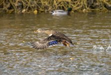 DSC_7961.jpg