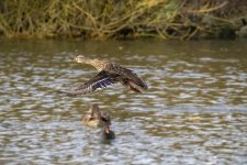 DSC_7964.jpg