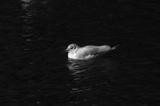 DSC_8004.jpg