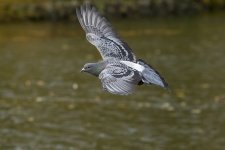 DSC_7979.jpg