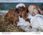 sheep-2.jpg