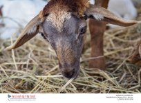 sheep-3.jpg