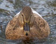 DSC_7952.jpg