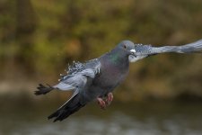 DSC_7988.jpg