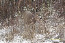 Muly Buck 0.jpg