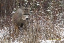 Muly Buck 03.jpg