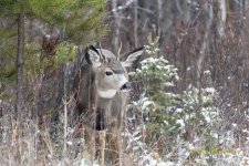 Muly Buck 7.jpg