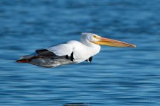 PelicanFlight-331.jpg