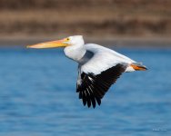 PelicanFlight-333.jpg