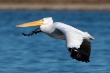 PelicanFlight-332.jpg