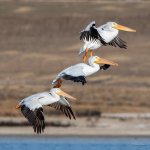 Pelicans-340.jpg
