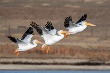 Pelicans-341.jpg