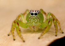 WC-Eyes.jpg