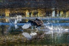 Swan Take Off 1a.jpg