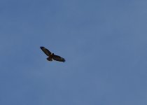 _ROY4554_02.jpg