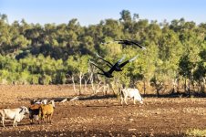 Cows 1a.jpg