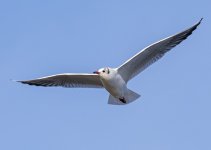 DSC_8078.jpg